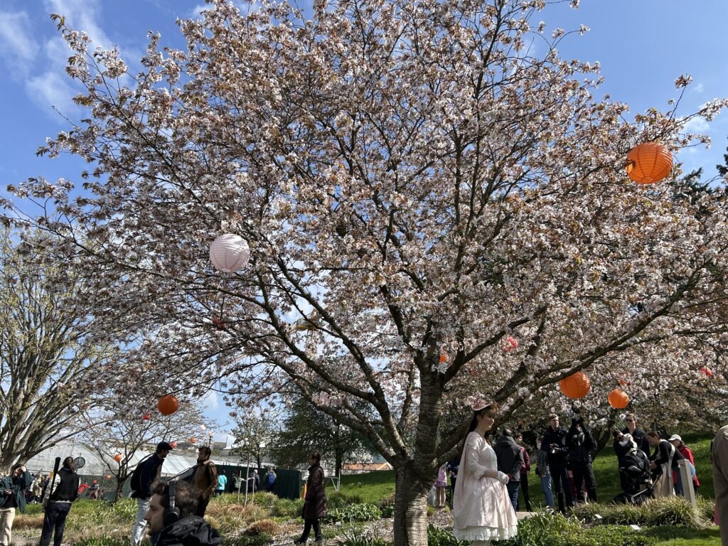 Göteborg Japon Hanami Etkinliği